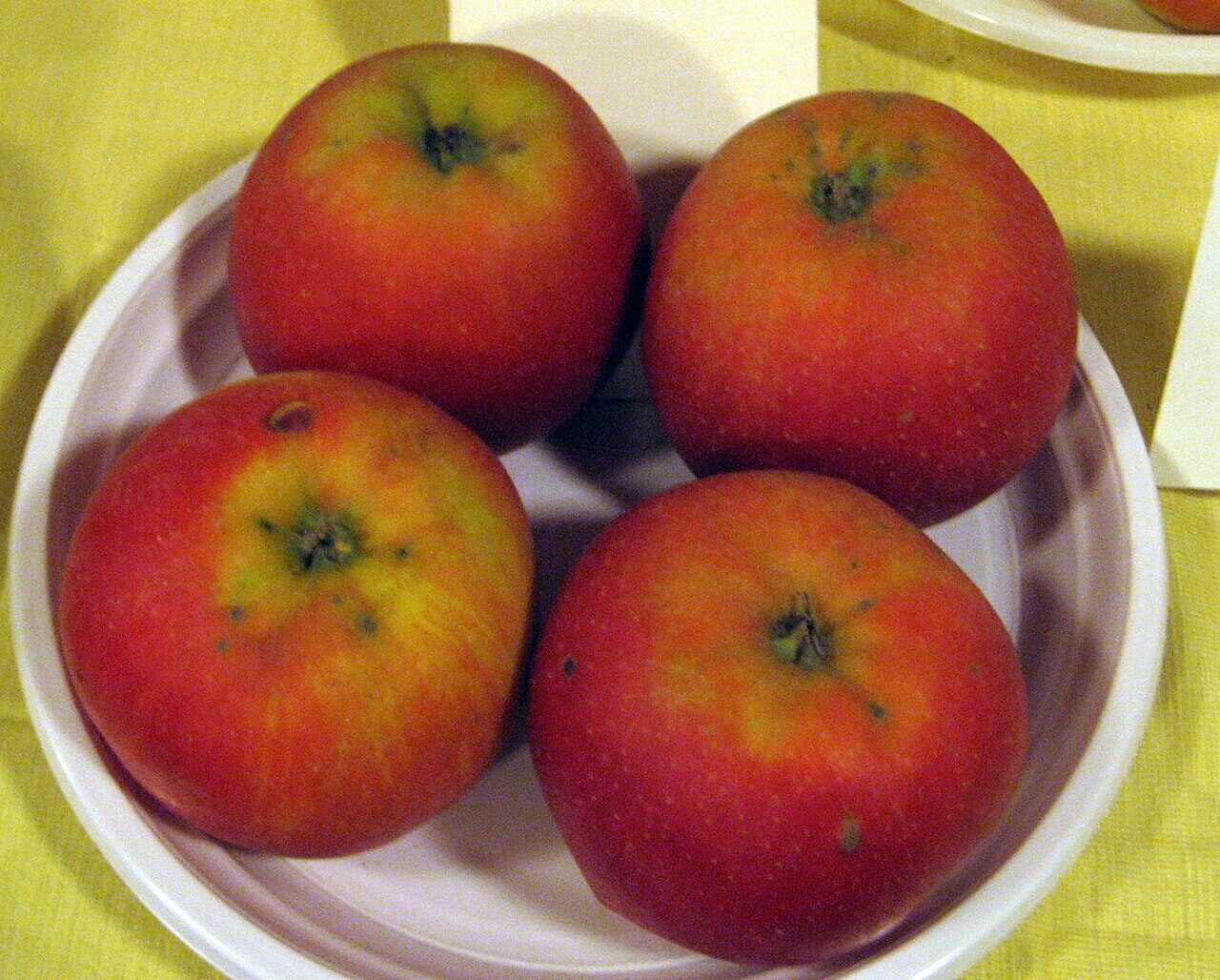 Champion apple
