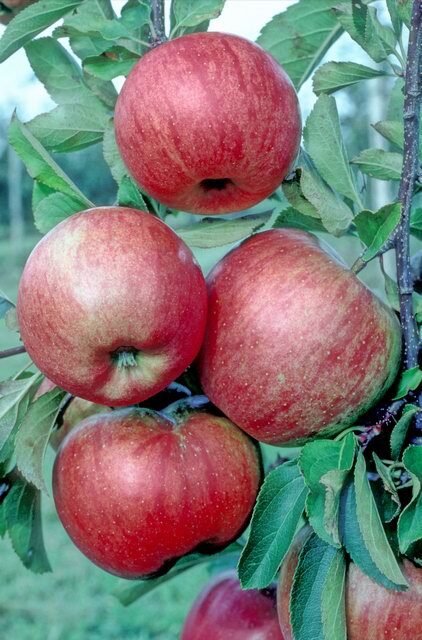 Champion apple