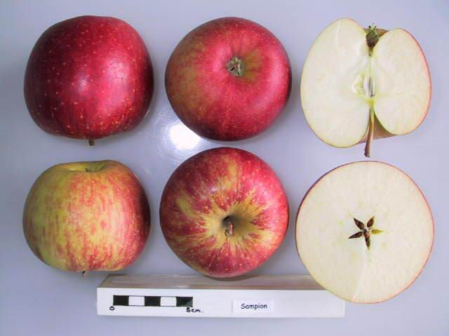 Champion apple