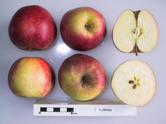 Florina apple