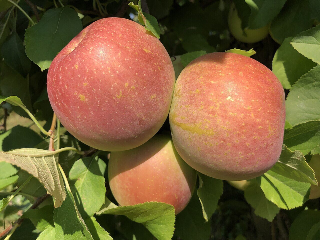 Fuji apple