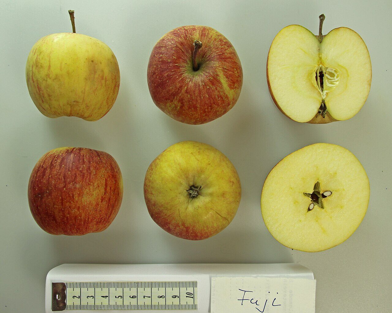 Fuji apple