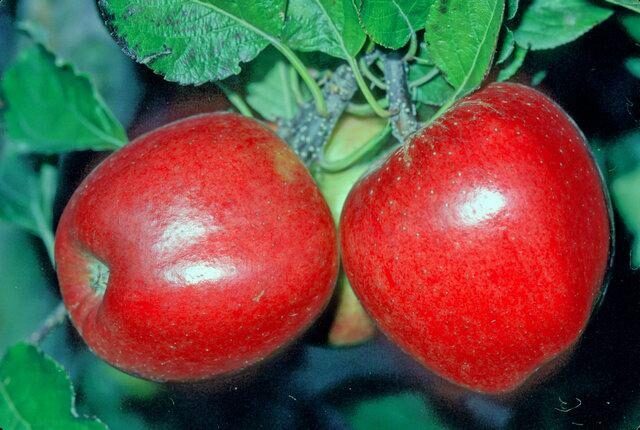 Gala apple