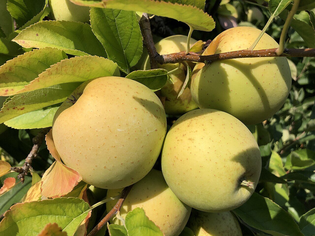 Golden Delicious apple