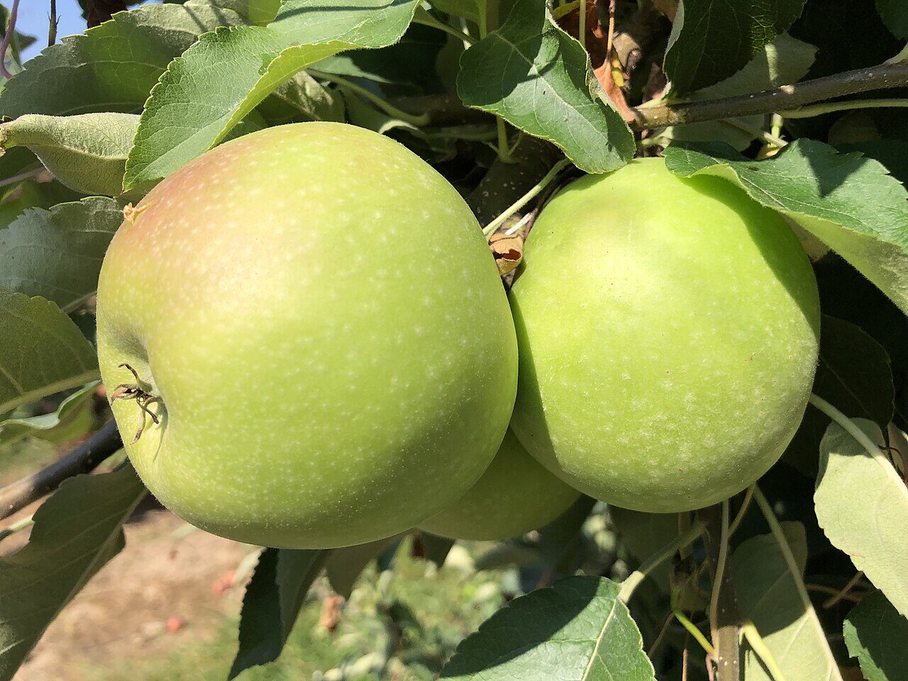 Granny Smith apple