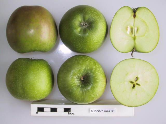 Granny Smith apple
