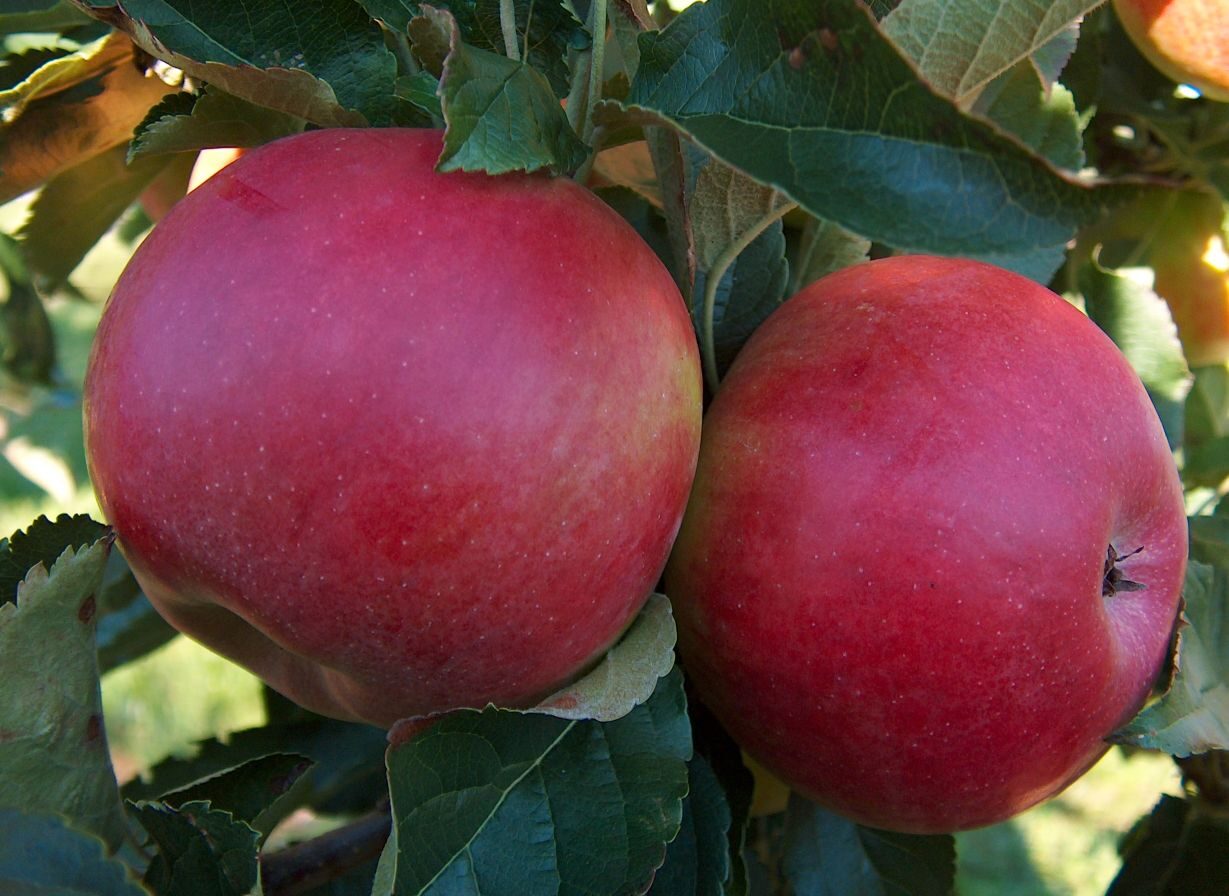 Idared apple