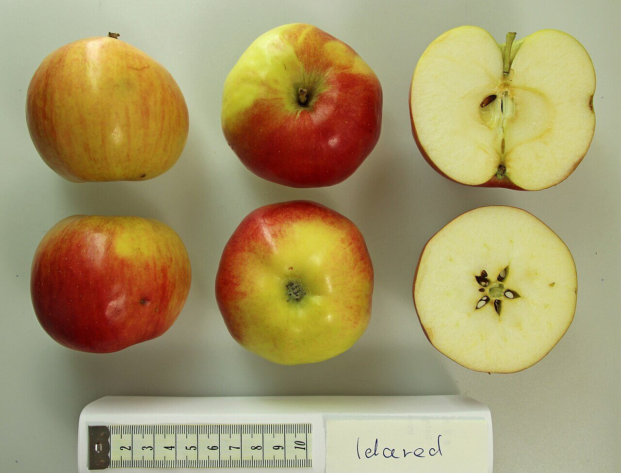 Idared apple