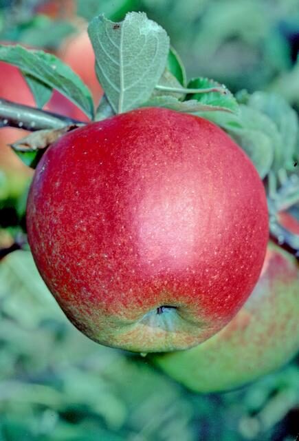 Jonagold apple