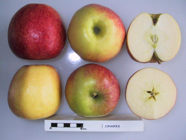 Jonagold apple
