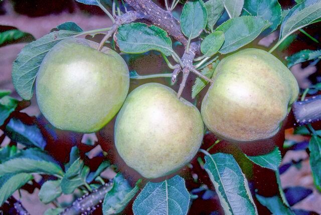 Mutsu apple