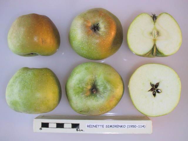 Reinette Simirenko apple