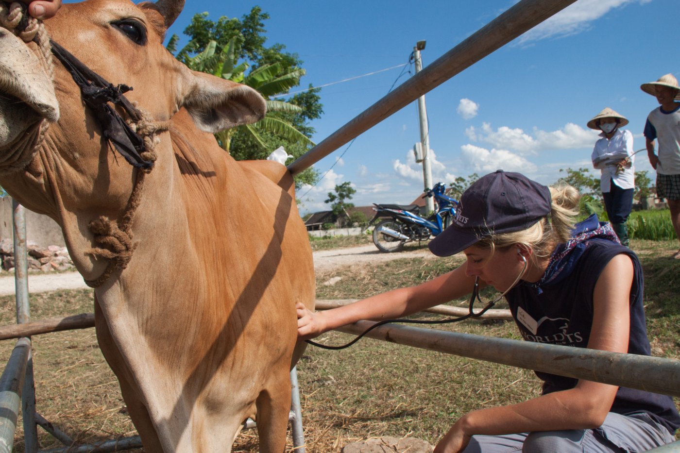 Holstein Calves health and veterinary care