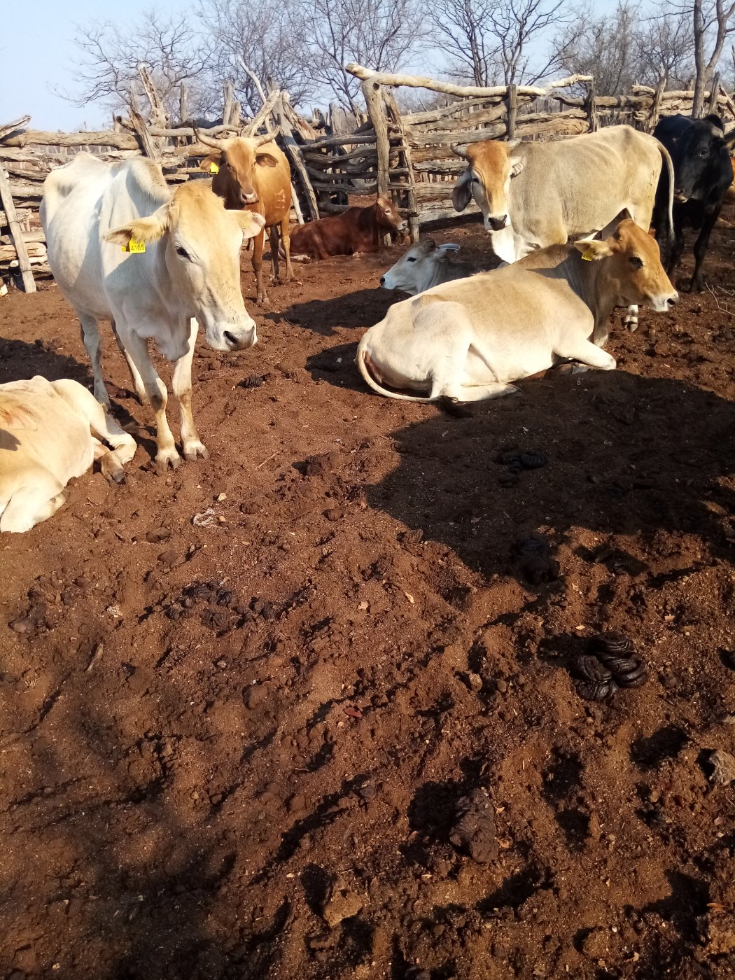 Holstein Calves health and veterinary care
