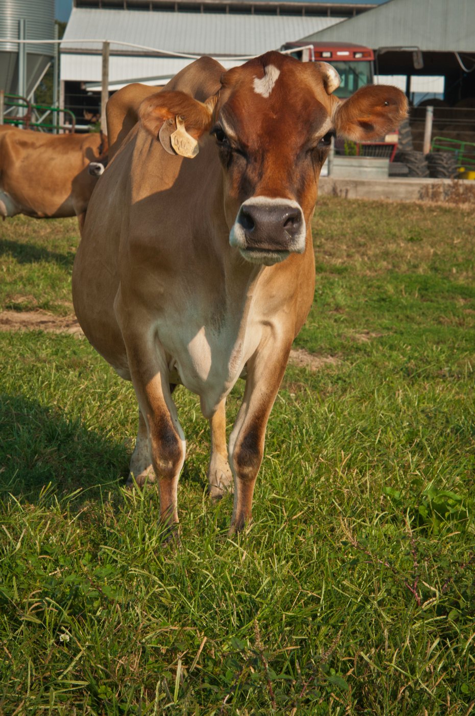 Holstein Calves health and veterinary care