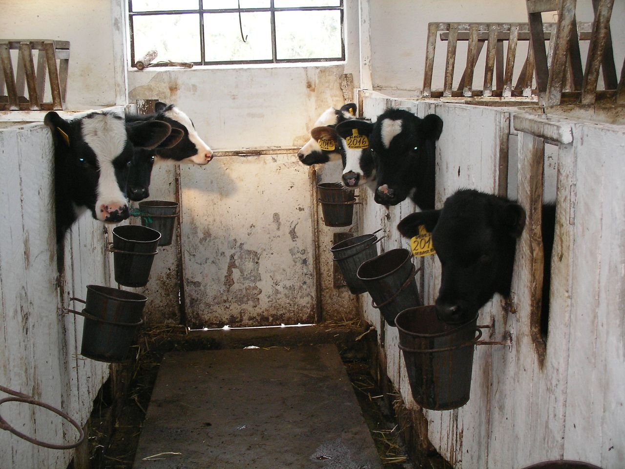 Holstein Calves health and veterinary care