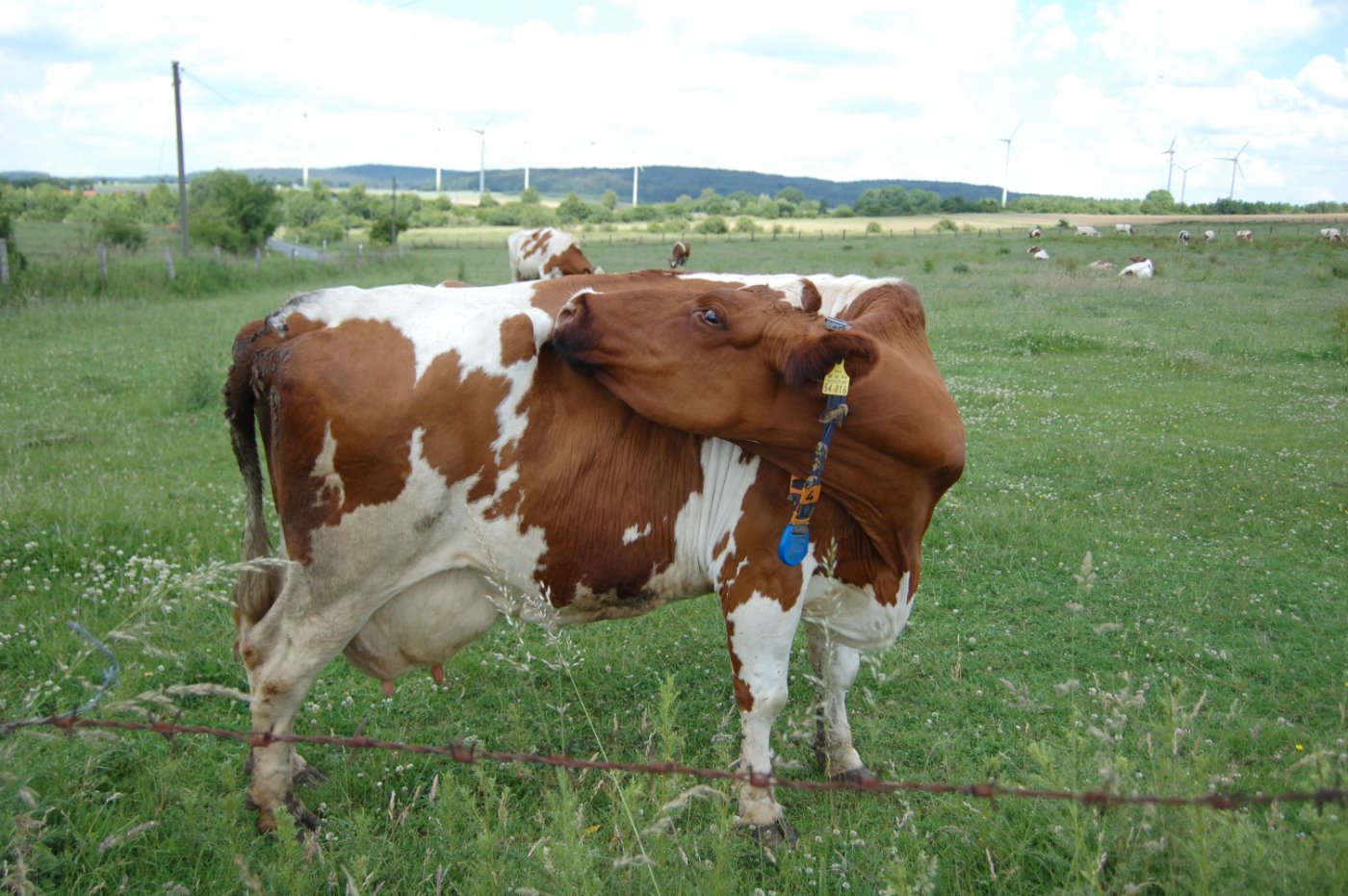 Holstein Calves health and veterinary care