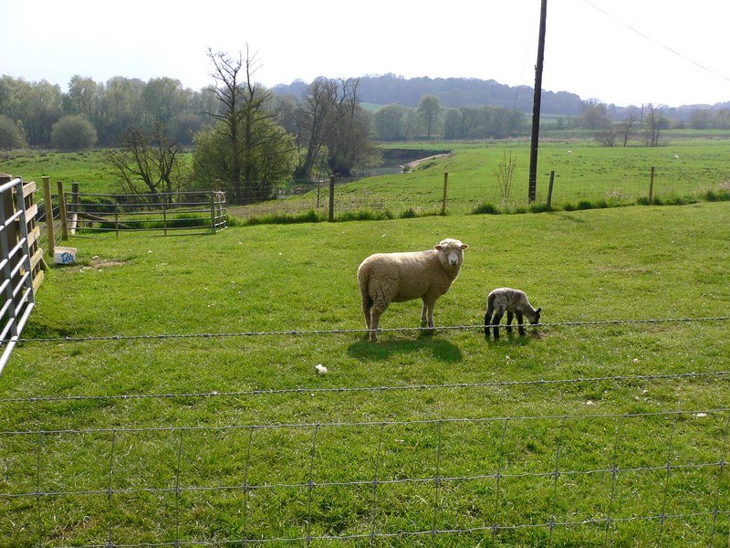 Holstein Calves health and veterinary care