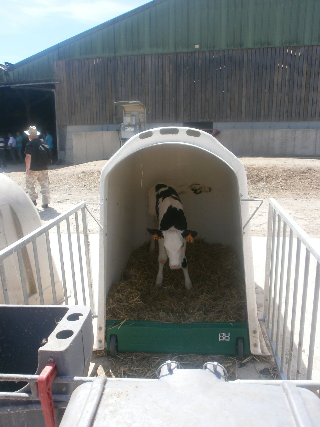 Holstein Calves
