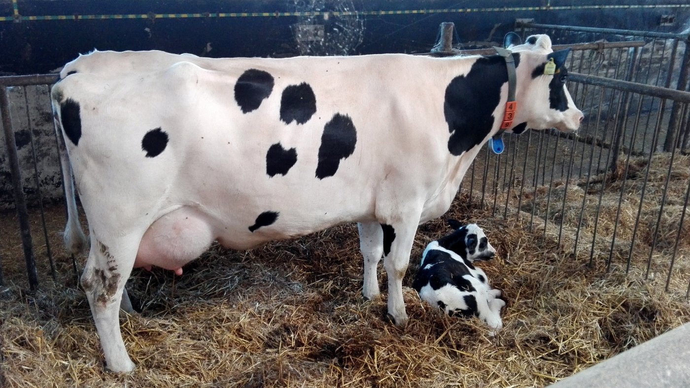 Holstein Calves