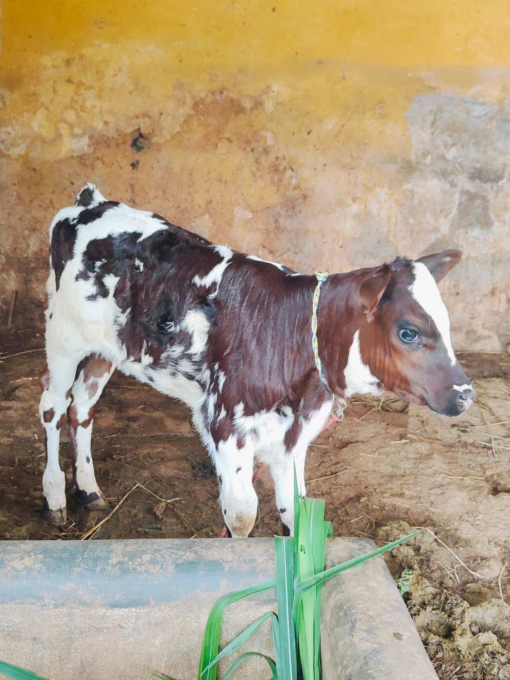 Holstein Calves