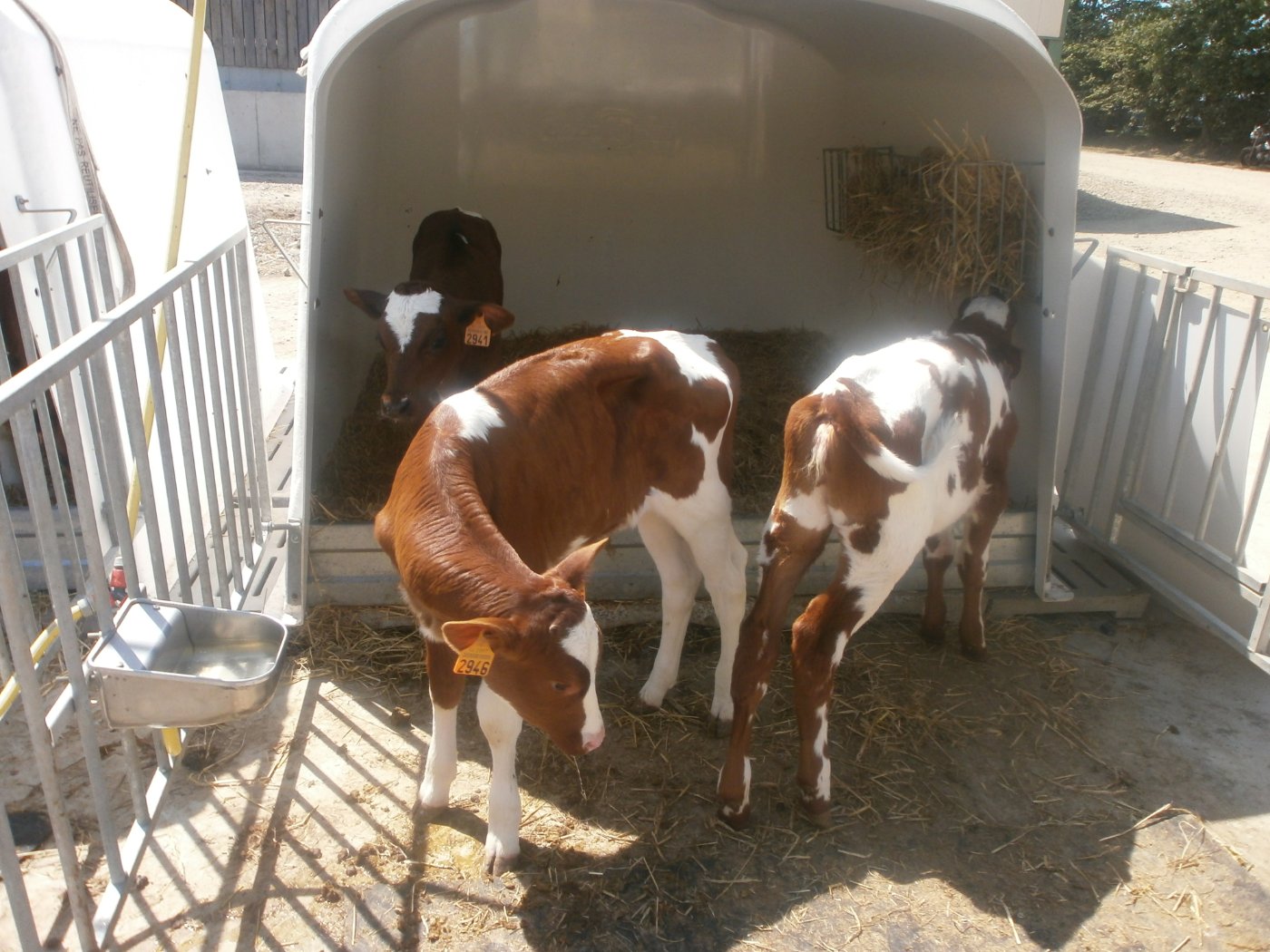 Holstein Calves