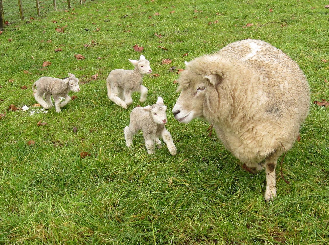 Lambs and Ewes