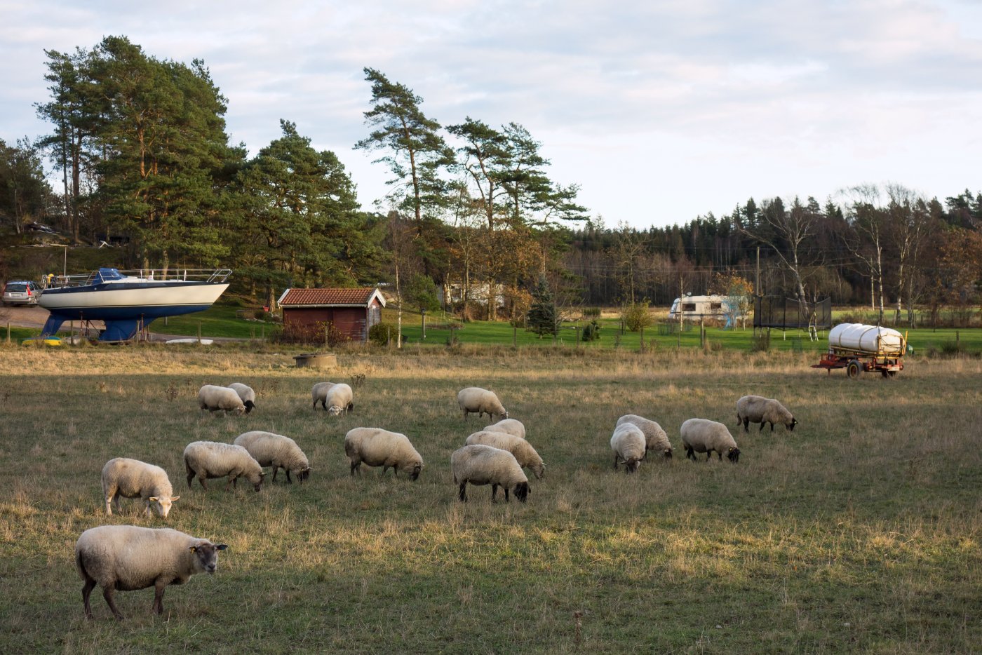 Lambs & Ewes