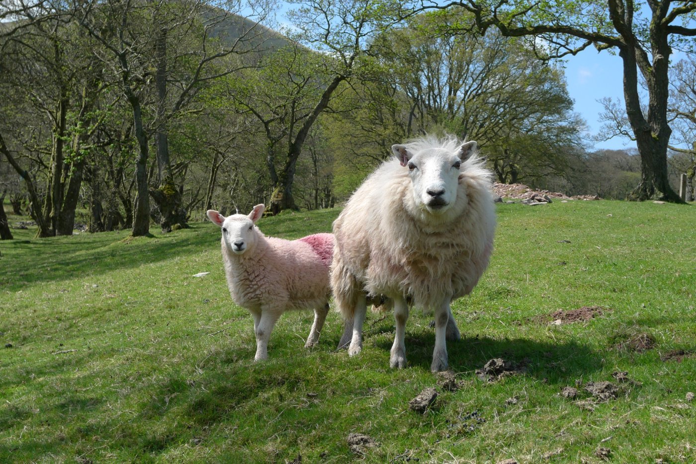 Lambs & Ewes