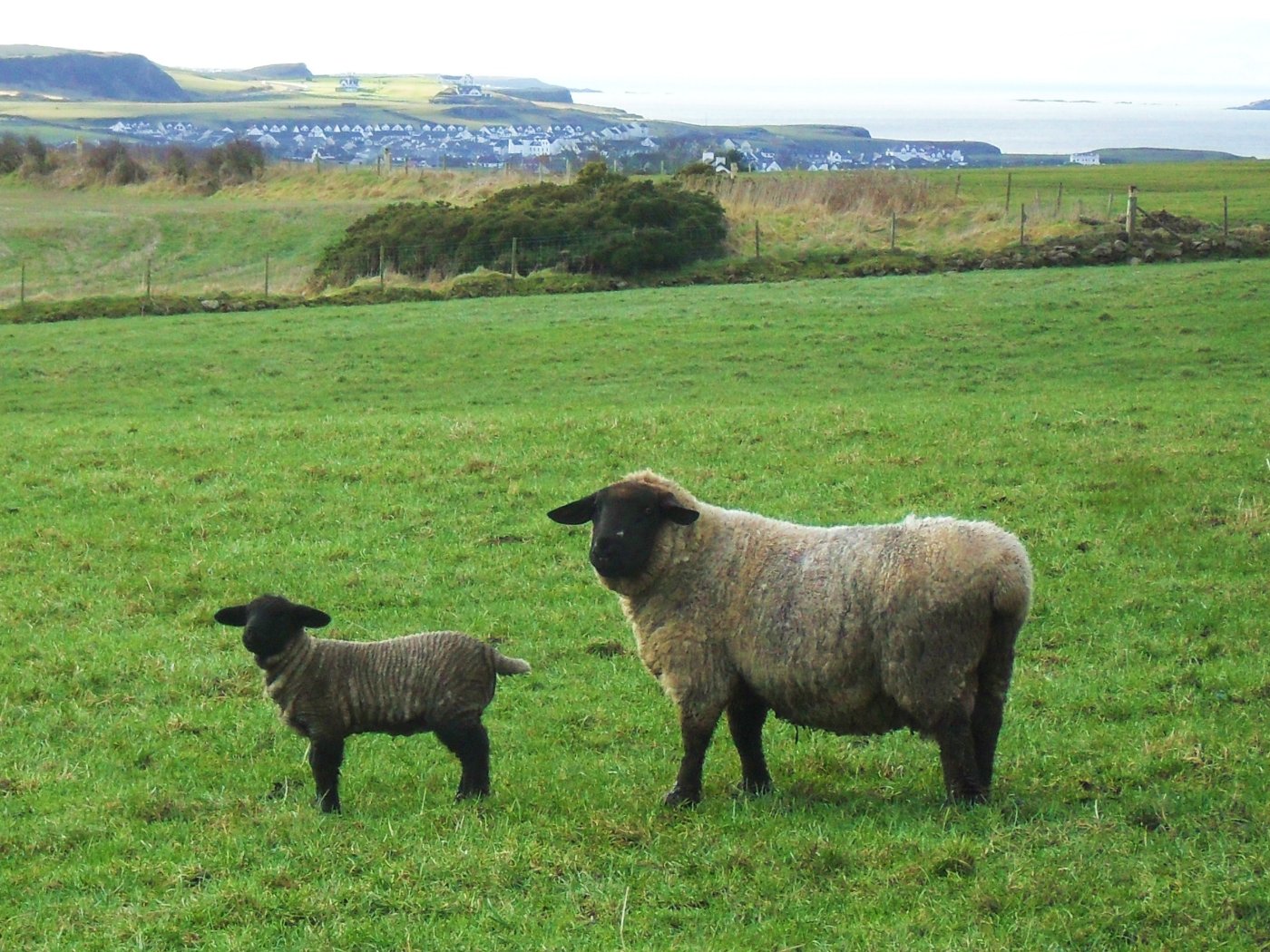 Lambs & Ewes