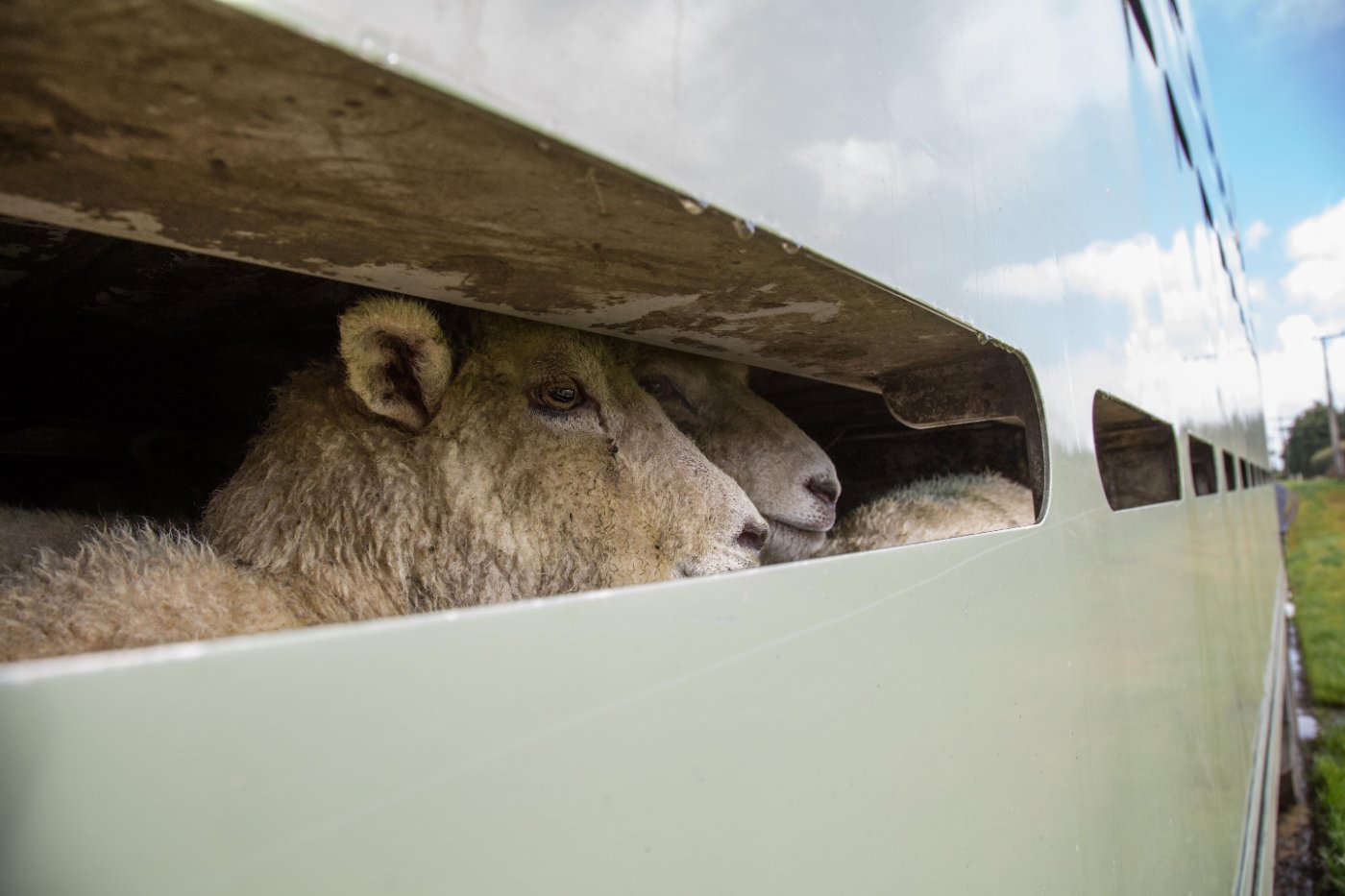 Holstein Calves transport and export