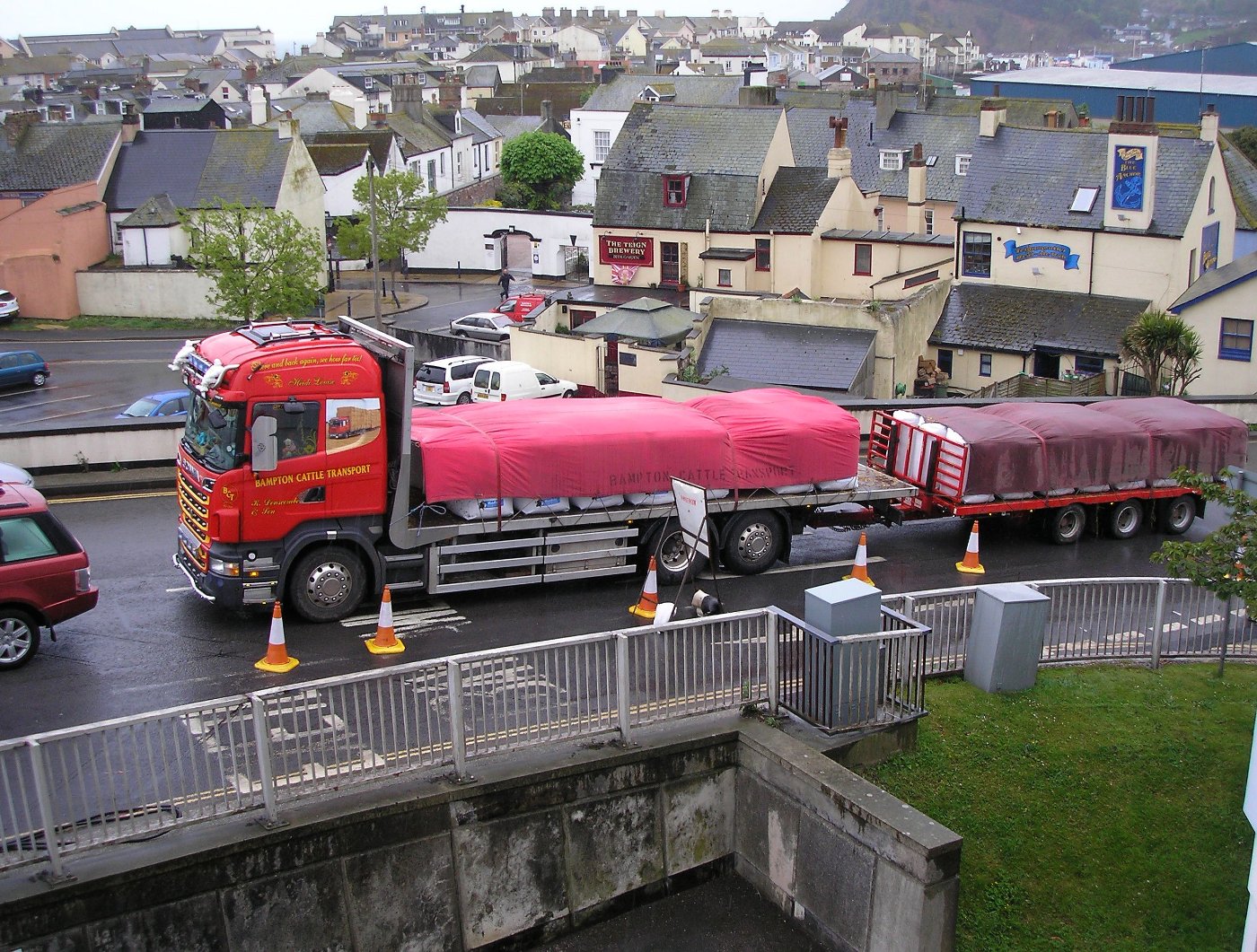 Holstein Calves transport and export