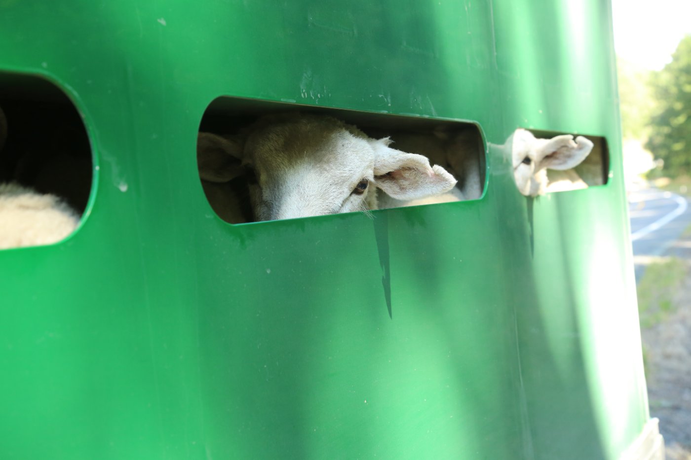 Holstein Calves transport and export