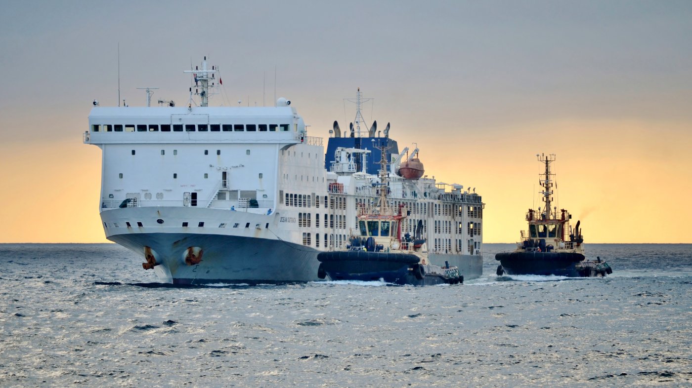 Holstein Calves transport and export