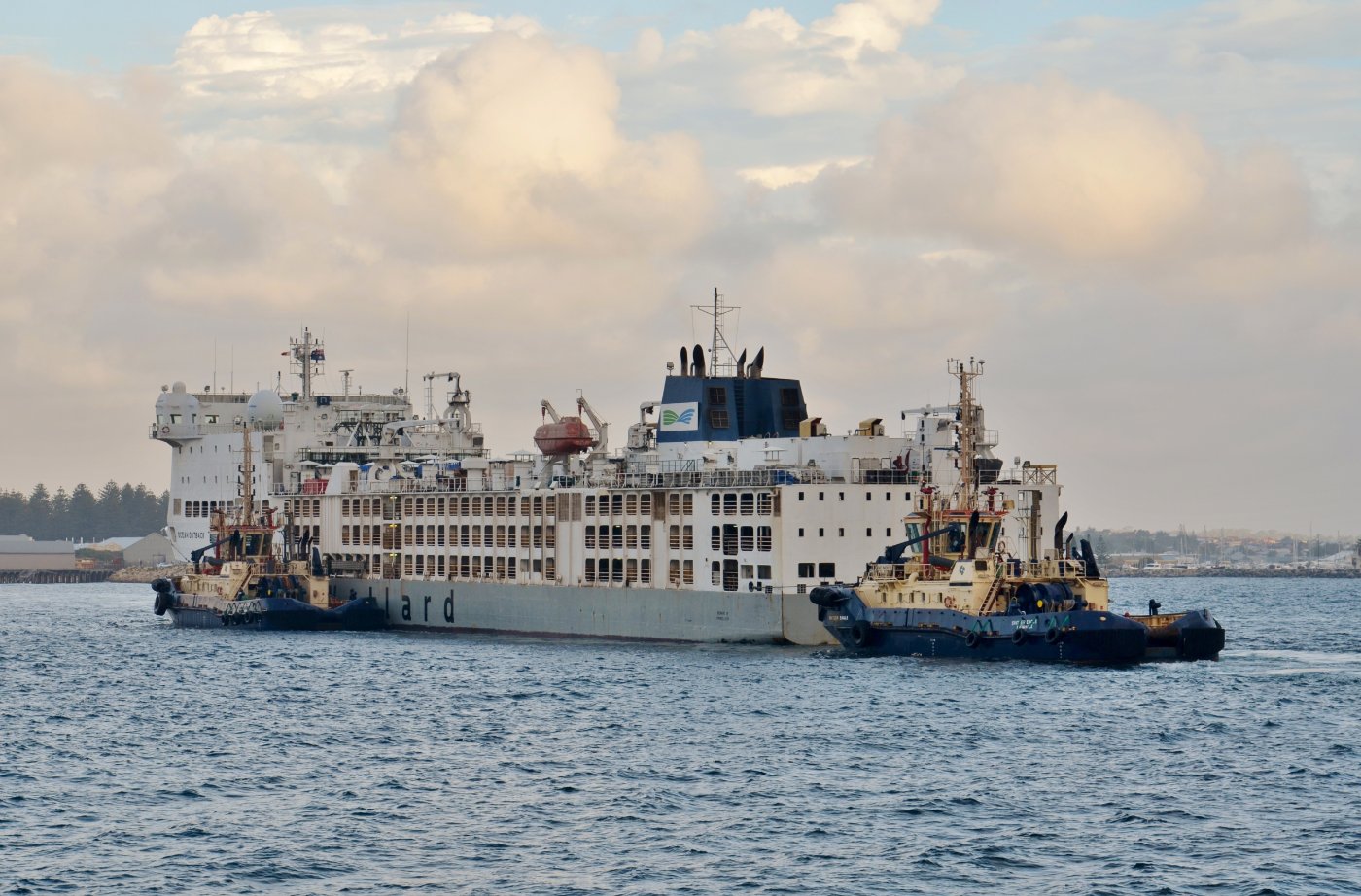 Holstein Calves transport and export